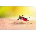 Homeopathic Medicine for Dengue