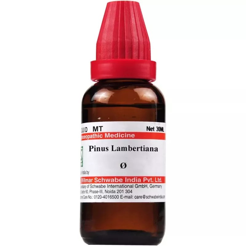 Willmar Schwabe India Pinus Lambertiana 1X (Q) (30ml)
