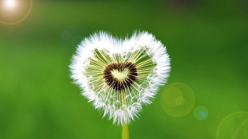 Homeopathic Medicine For Hay Fever