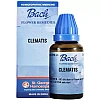 St. George Bach Flower Clematis (30ml)