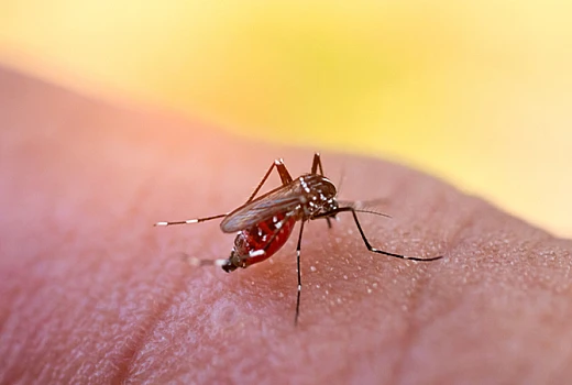 What is the homeopathic preventive medicine for dengue?