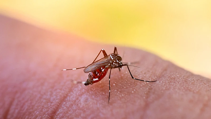 What is the homeopathic preventive medicine for dengue? What is the homeopathic preventive medicine for dengue?