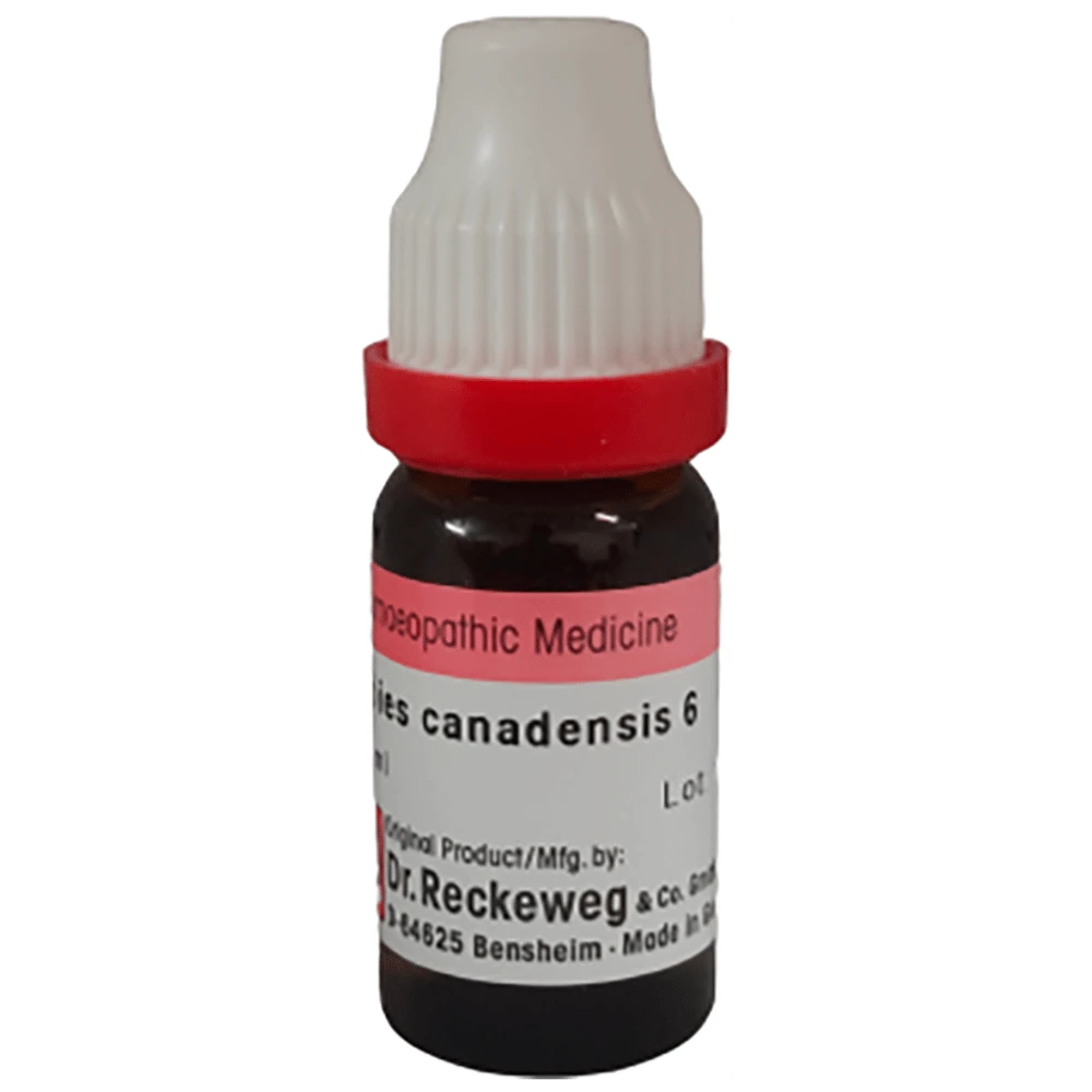 Dr. Reckeweg Abies Canadensis Dilution 6 CH bottle of 11 ml Dilution