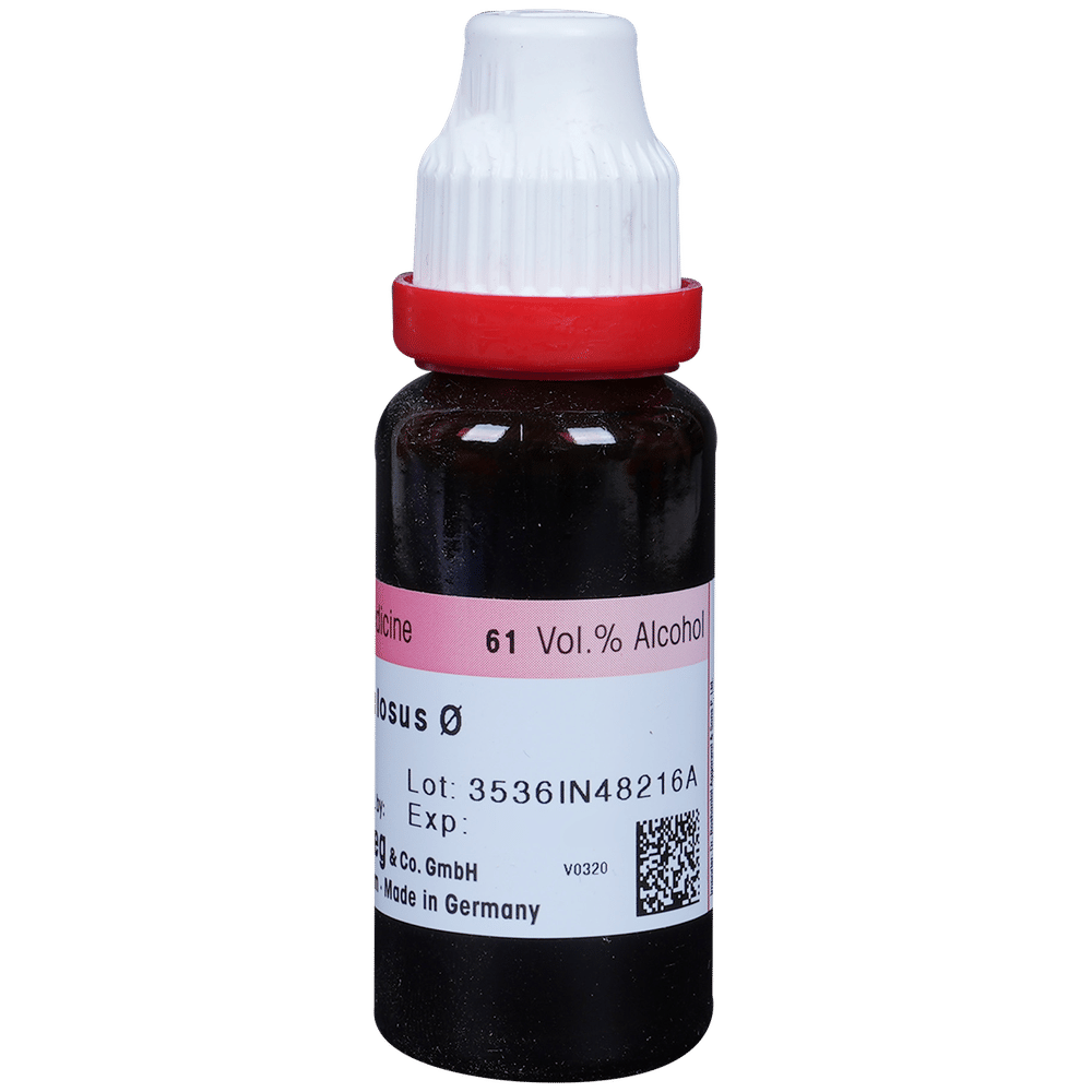 Dr. Reckeweg Fucus Vesic Mother Tincture Q bottle of 20 ml Mother Tincture