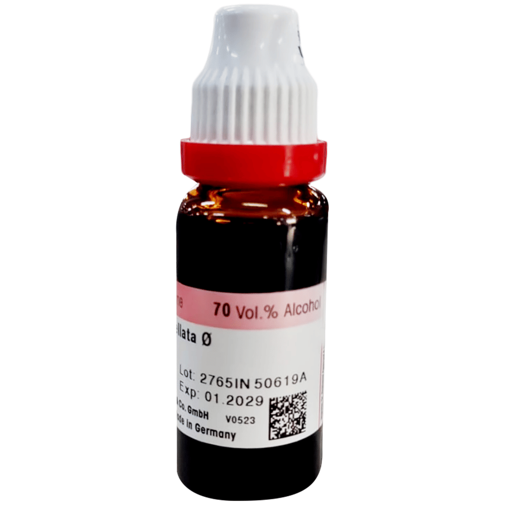 Dr. Reckeweg Chimaphila Umbellata Mother Tincture Q bottle of 20 ml Mother Tincture