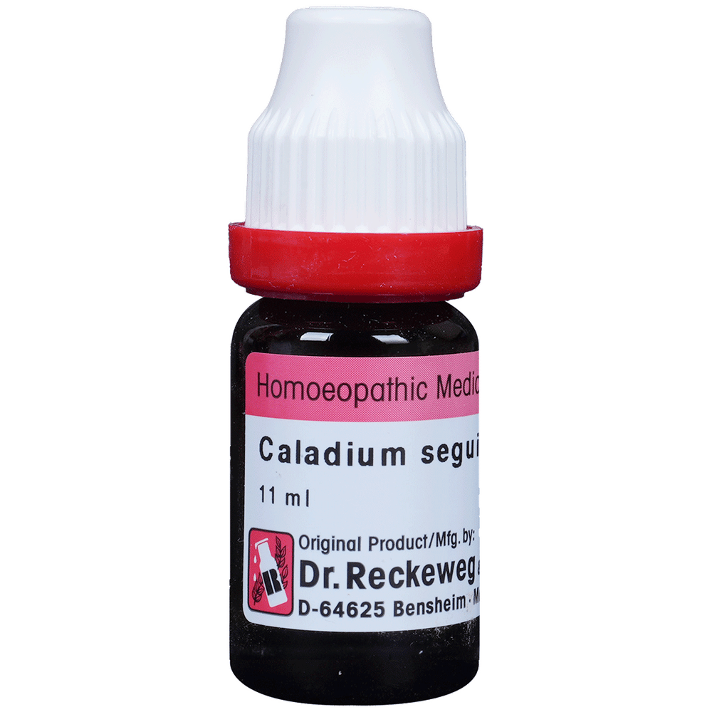 Dr. Reckeweg Caladium Seg Dilution 200 CH bottle of 11 ml Dilution