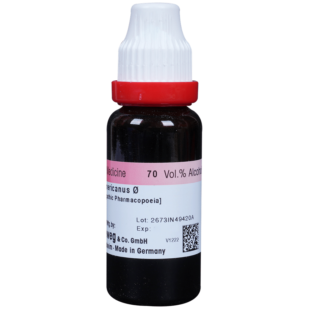 Dr. Reckeweg Ceanothus A Mother Tincture Q bottle of 20 ml Mother Tincture Dr. Reckeweg Ceanothus A Mother Tincture Q bottle of 20 ml Mother Tincture