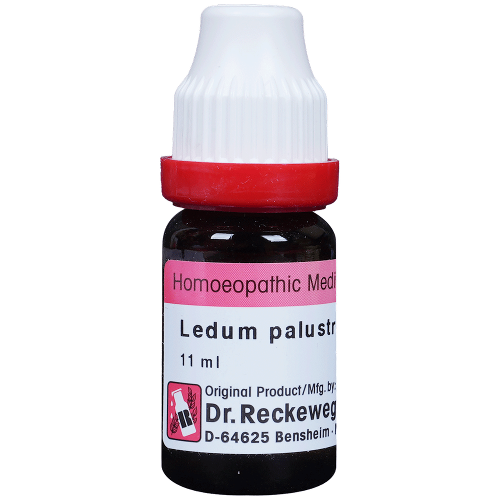 Dr. Reckeweg Ledum Pal Dilution 200 CH bottle of 11 ml Dilution